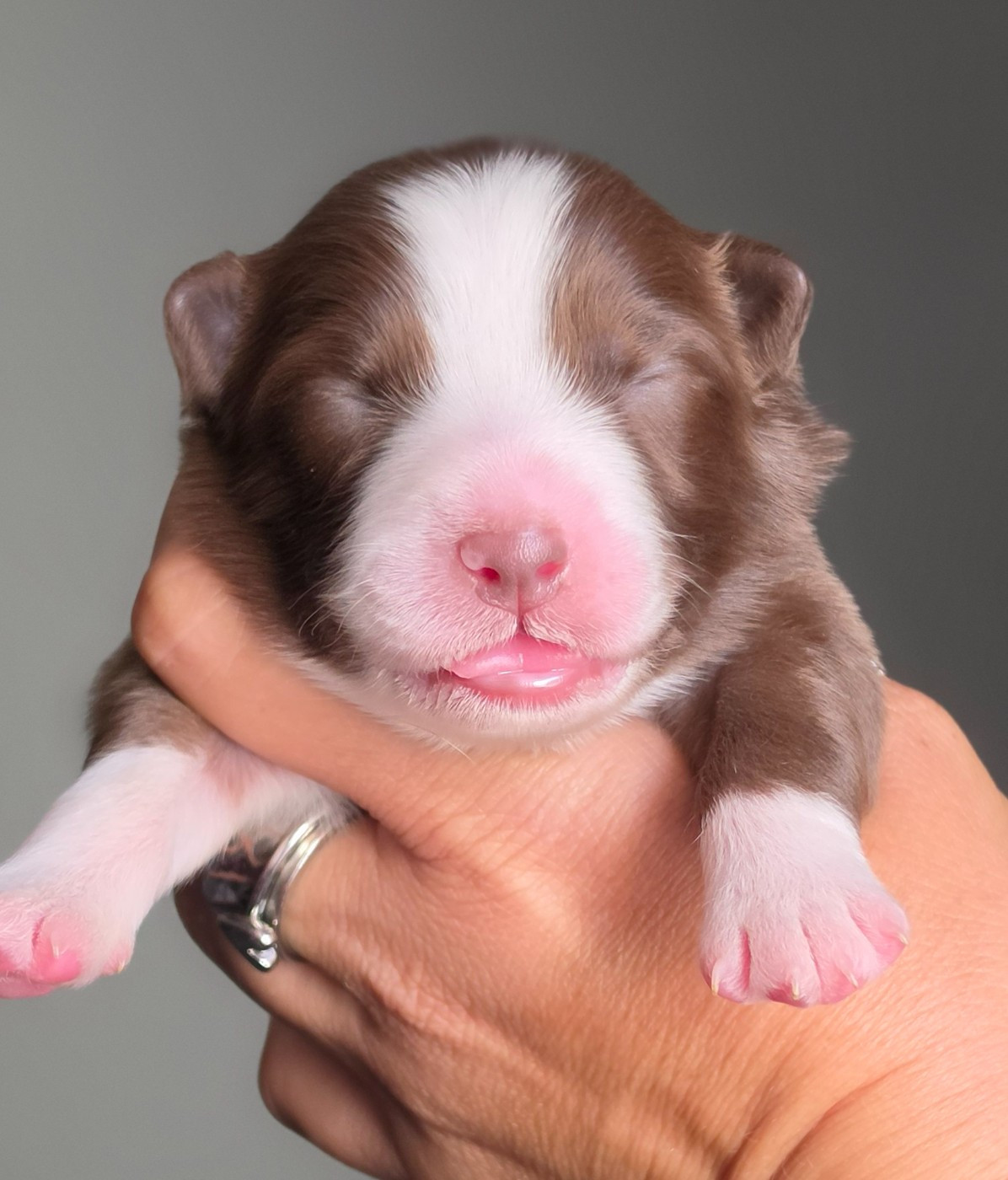 De L'Amour D'Harmonie - Chiots disponibles - Berger Australien