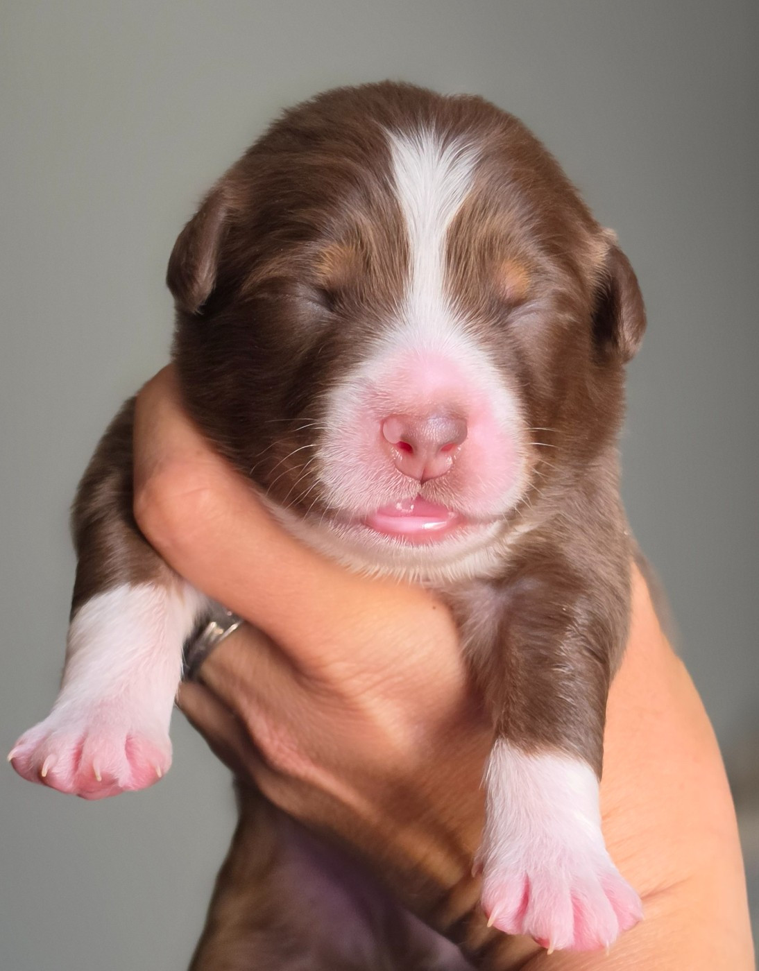 De L'Amour D'Harmonie - Chiots disponibles - Berger Australien