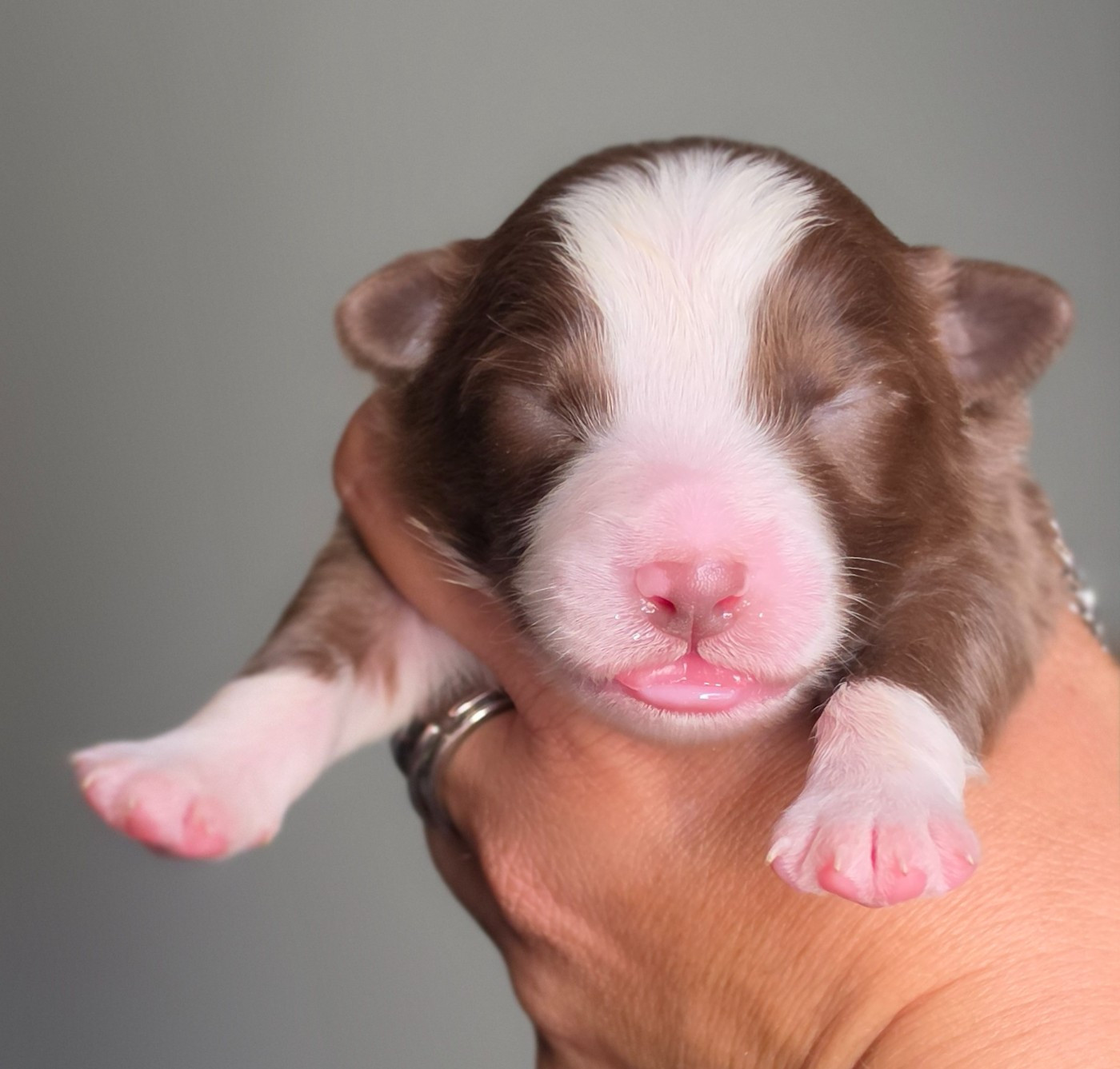 De L'Amour D'Harmonie - Chiots disponibles - Berger Australien