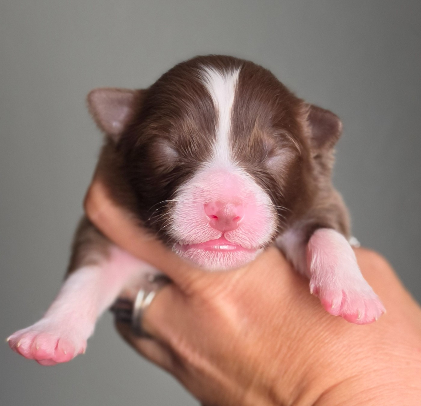 De L'Amour D'Harmonie - Chiots disponibles - Berger Australien