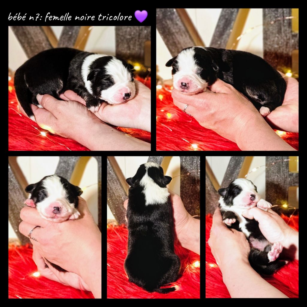 De L'Amour D'Harmonie - Chiots disponibles - Berger Australien