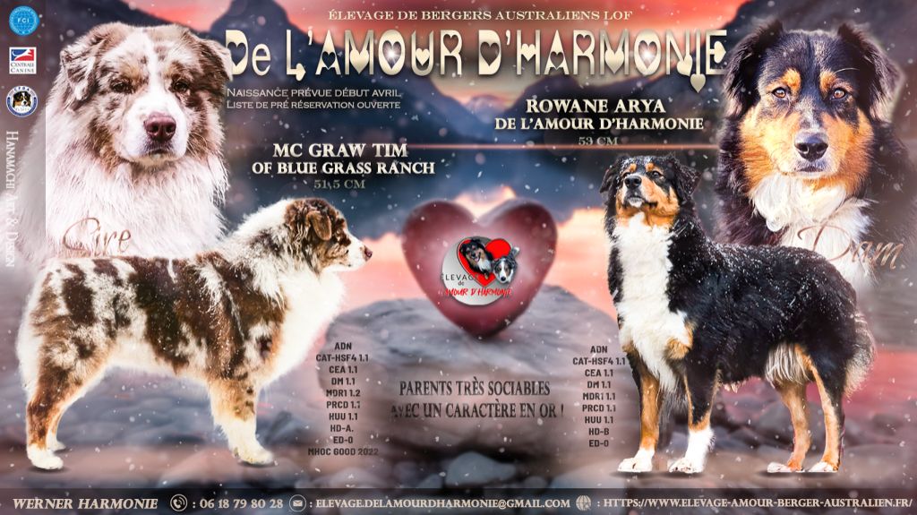 Chiot Berger Australien De L'Amour D'Harmonie