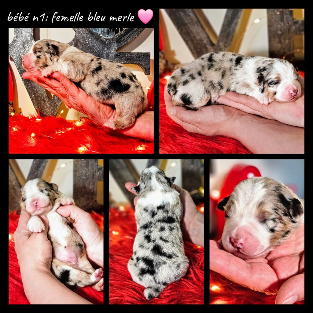 De L'Amour D'Harmonie - Chiots disponibles - Berger Australien