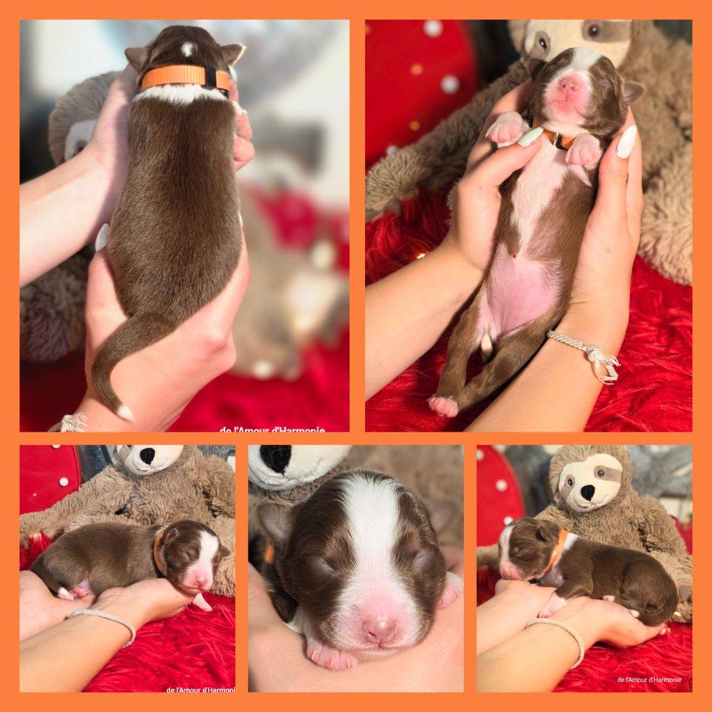 De L'Amour D'Harmonie - Chiots disponibles - Berger Australien