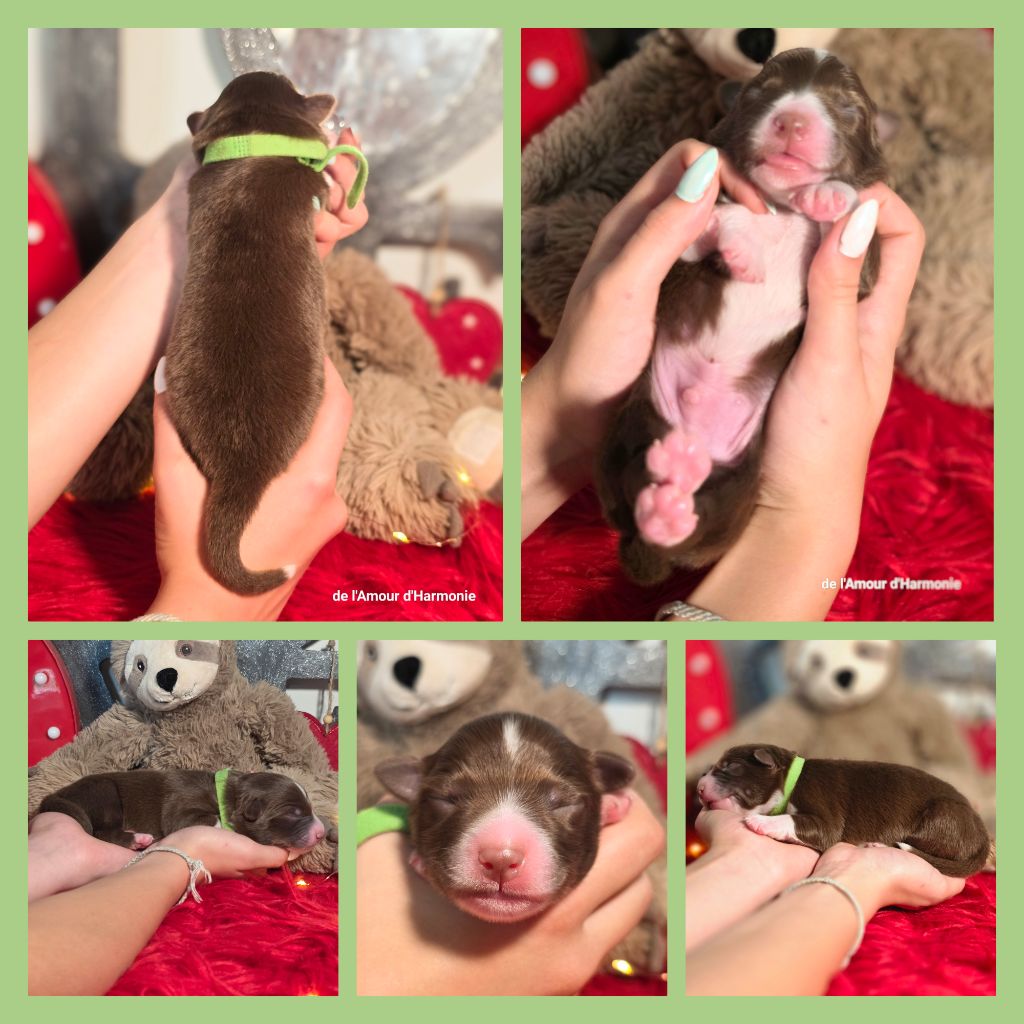 De L'Amour D'Harmonie - Chiots disponibles - Berger Australien