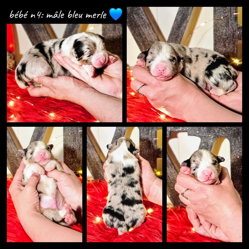 De L'Amour D'Harmonie - Chiots disponibles - Berger Australien