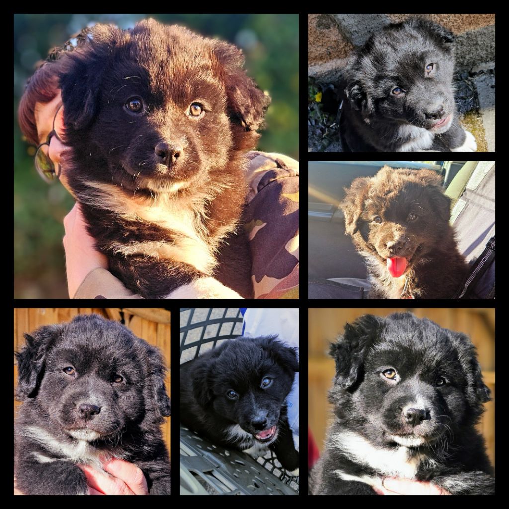De L'Amour D'Harmonie - Chiots disponibles - Berger Australien