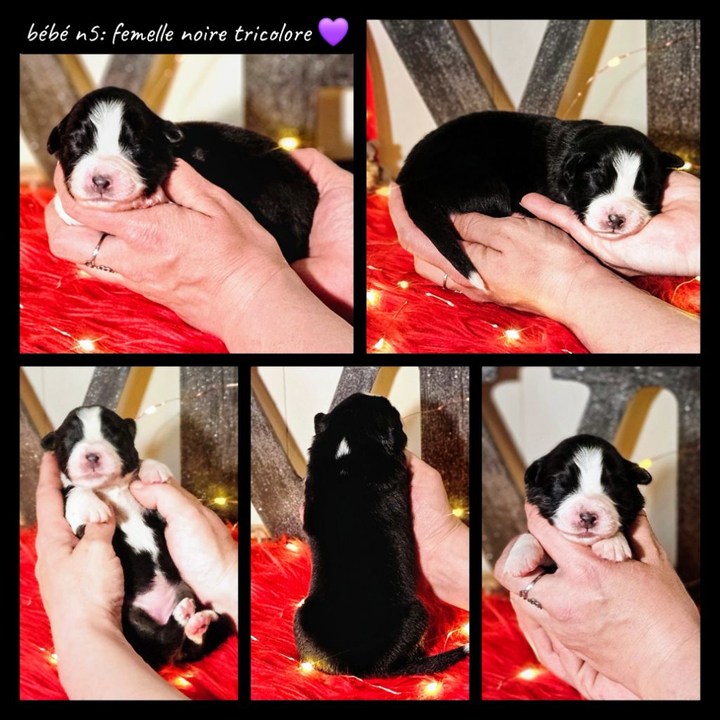 De L'Amour D'Harmonie - Chiots disponibles - Berger Australien