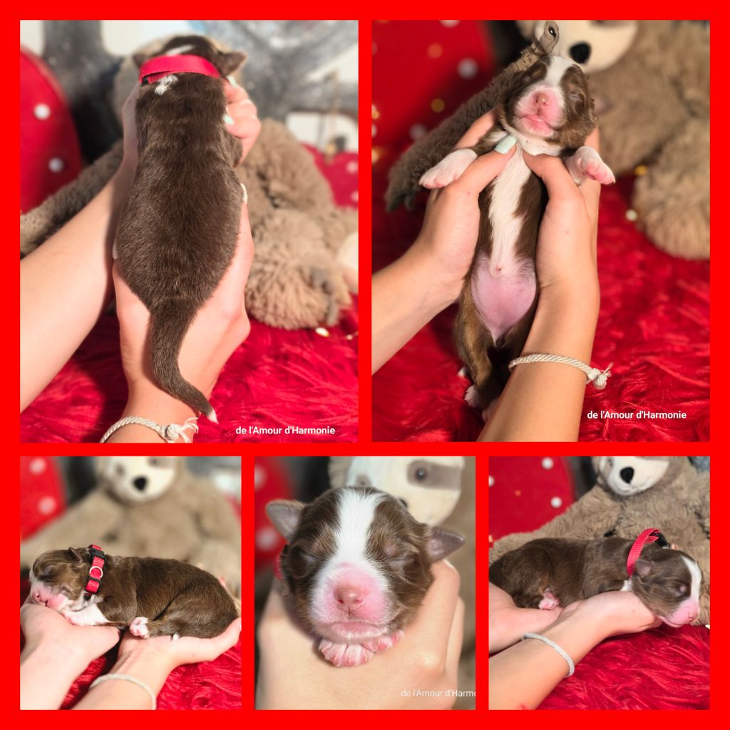 De L'Amour D'Harmonie - Chiots disponibles - Berger Australien