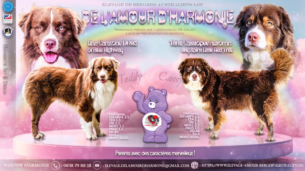 De L'Amour D'Harmonie - Berger Australien - Portée née le 27/07/2025