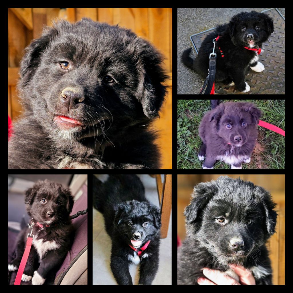De L'Amour D'Harmonie - Chiots disponibles - Berger Australien
