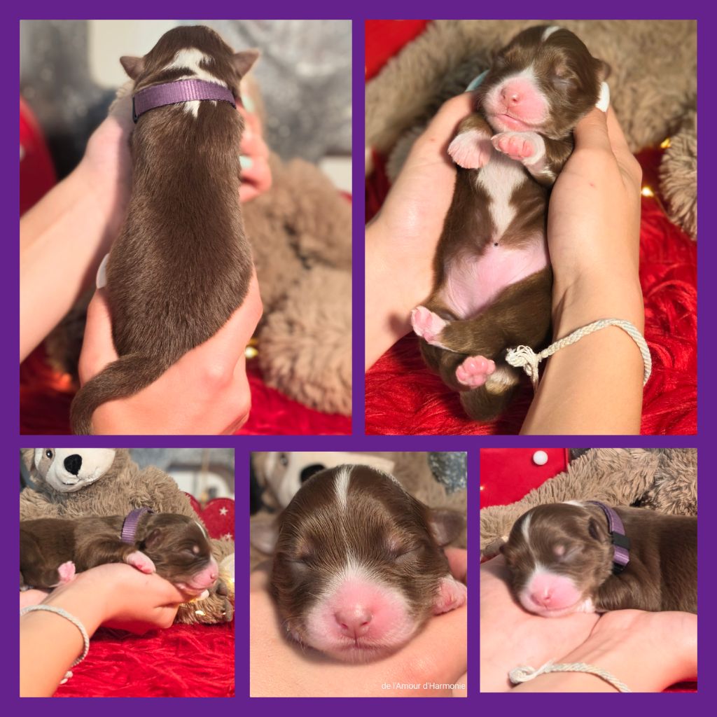 De L'Amour D'Harmonie - Chiots disponibles - Berger Australien
