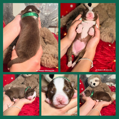 CHIOT