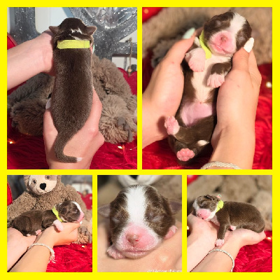 CHIOT