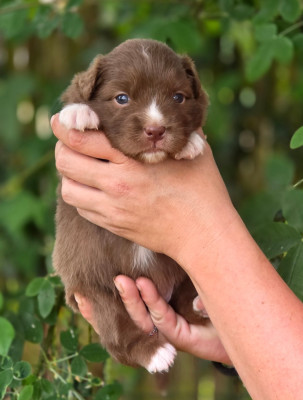 CHIOT 1
