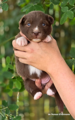 CHIOT 2