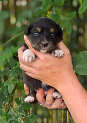CHIOT 4