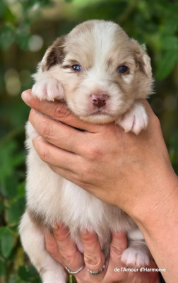 CHIOT 6