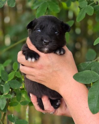 CHIOT 8