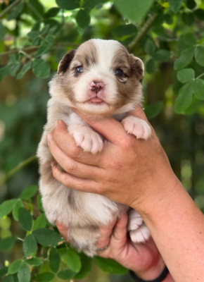 CHIOT 9