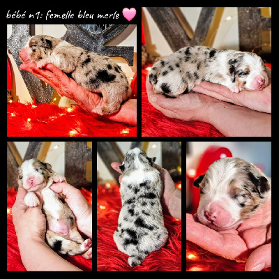 Bébé n1 femelle bleu merle