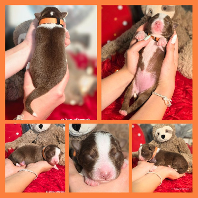 CHIOT
