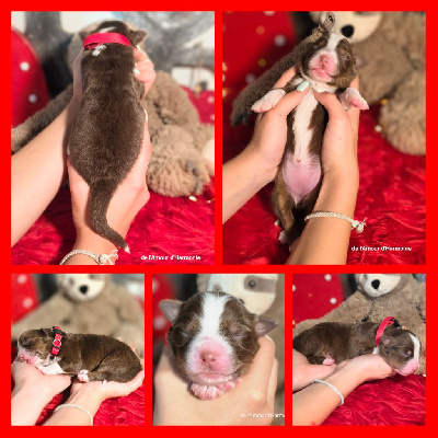 CHIOT