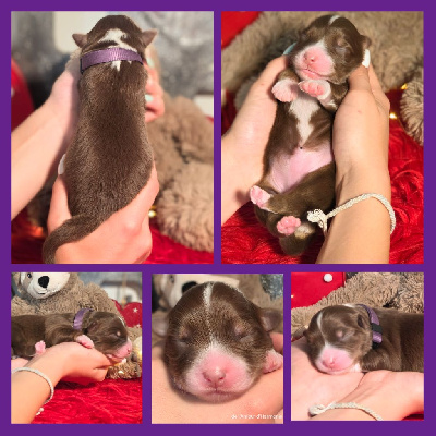 CHIOT