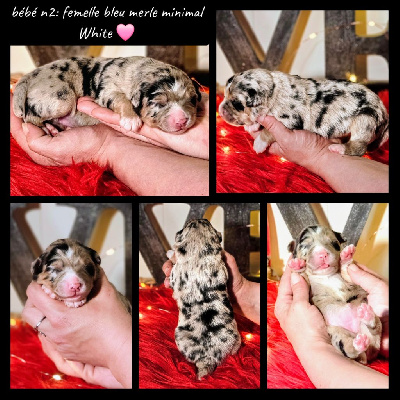 Bébé n2 femelle bleu merle minimal White 