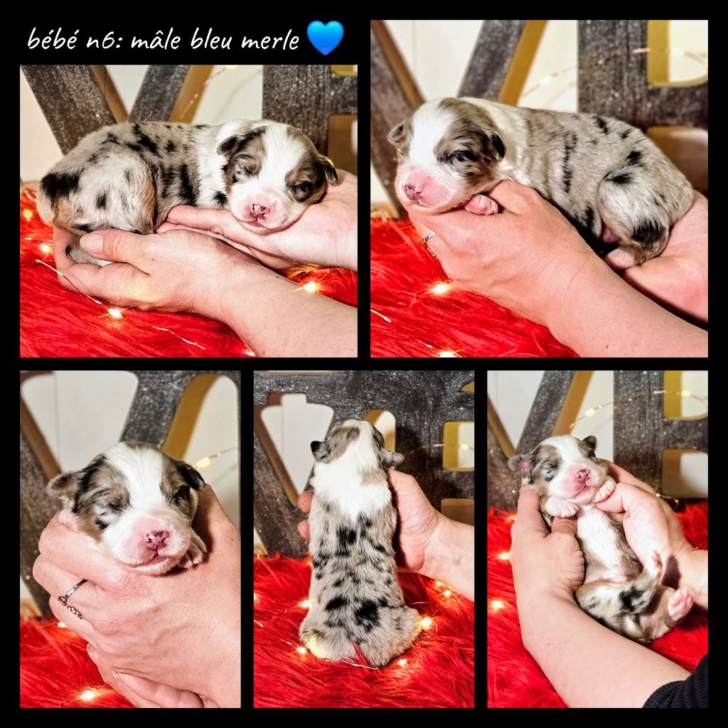 De L'Amour D'Harmonie - Chiots disponibles - Berger Australien