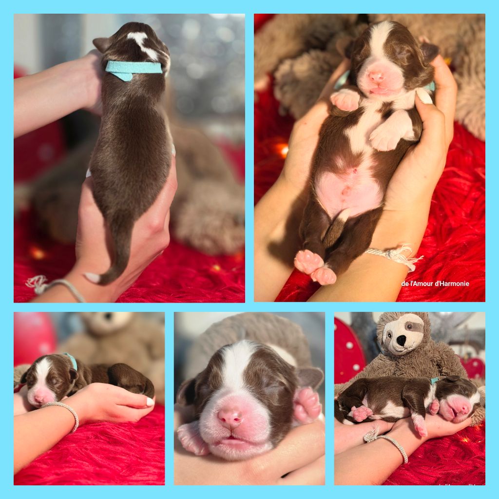 De L'Amour D'Harmonie - Chiots disponibles - Berger Australien