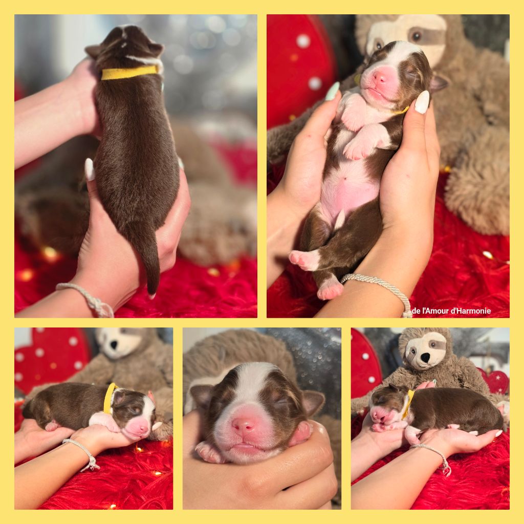 De L'Amour D'Harmonie - Chiots disponibles - Berger Australien