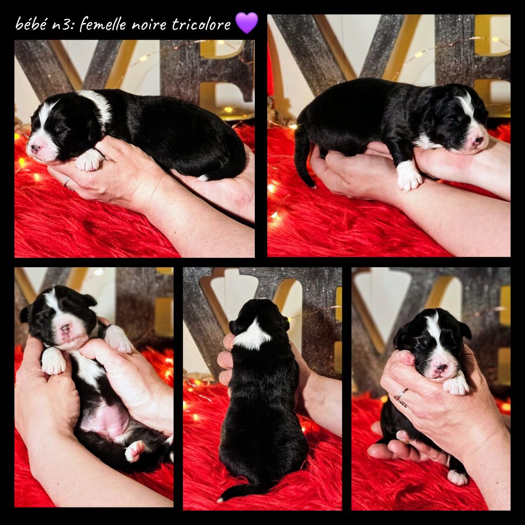 De L'Amour D'Harmonie - Chiots disponibles - Berger Australien